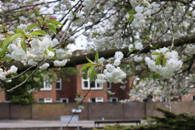 White cherry blossom tree against building