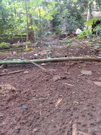 Trees growing on field in forest