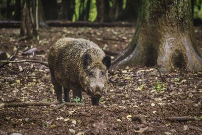 A boar  is walking in a forest with autumn colors. a woinic in ardennes.