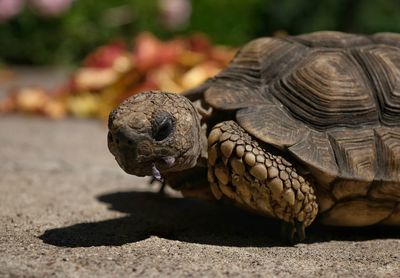 Close-up of tortoise