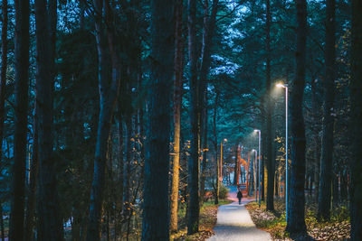 Footpath amidst trees in forest