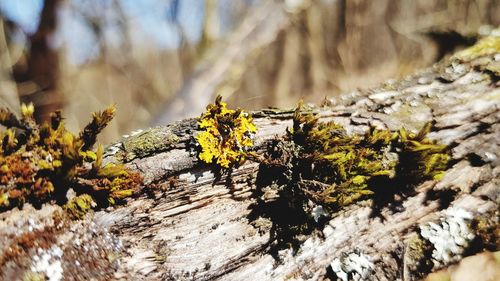 Close-up of insect on tree trunk