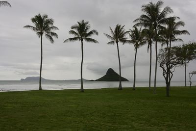 Palm trees on field against sky