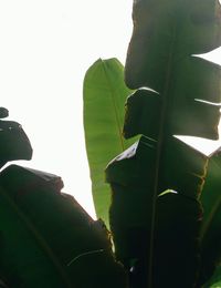 Low angle view of banana tree against sky