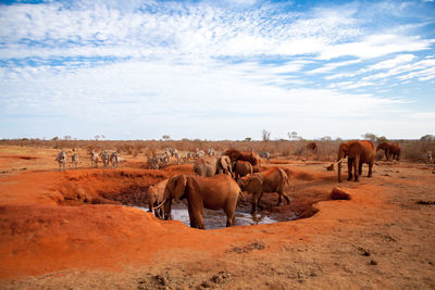 Horses in a desert