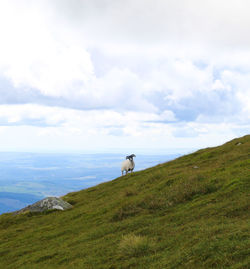 View of a horse on landscape