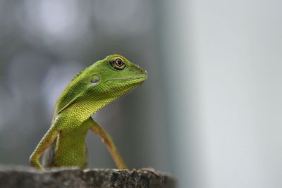 Close-up of lizard on wall