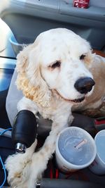 Close-up of dog resting