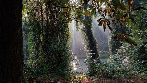 Trees growing in forest