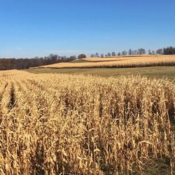 Scenic view of field against clear sky