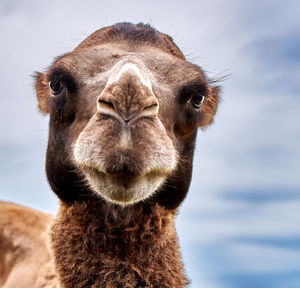 Close-up of a camel