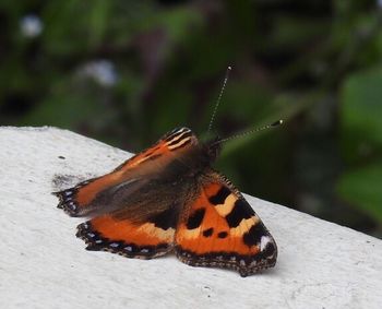 Close-up of butterfly on leaf
