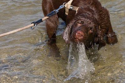 Dog in water
