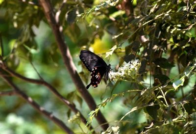 Close-up of butterfly pollinating on flower