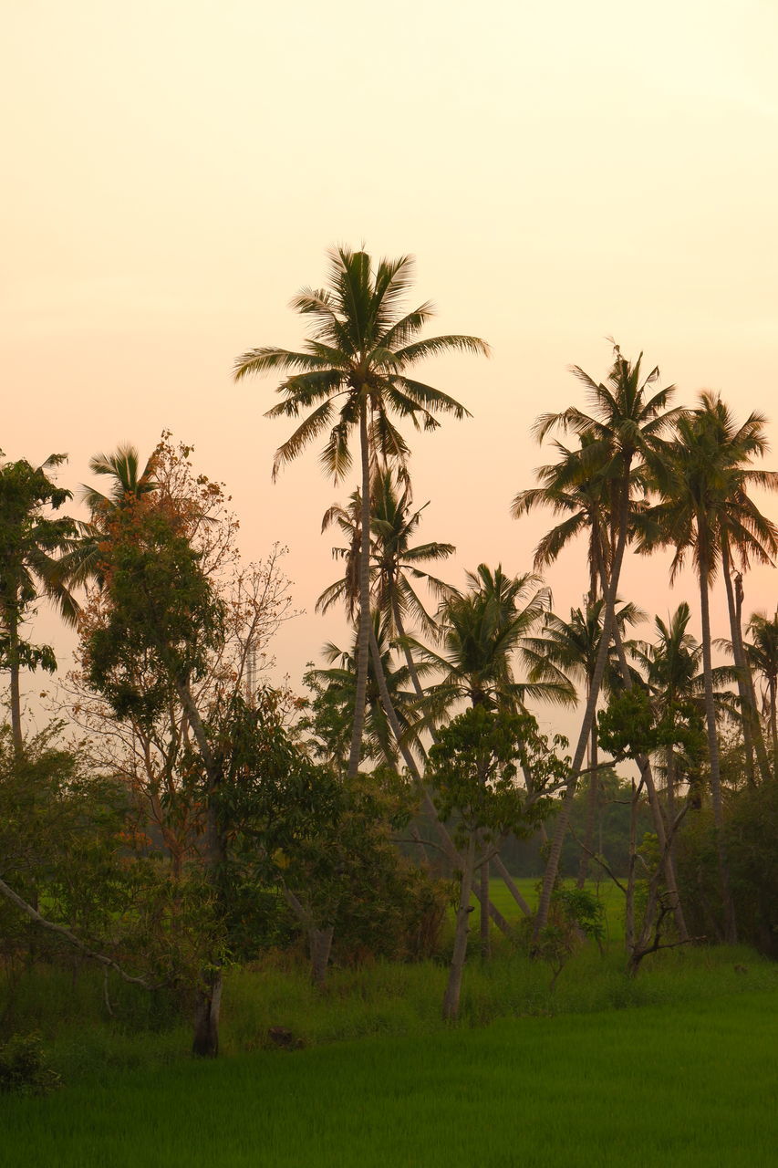 COCONUT PALM TREES ON FIELD AGAINST SKY DURING SUNSET