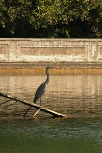 Bird perching on a lake