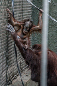 Monkey in cage at zoo