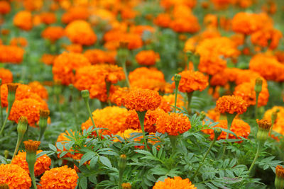 Close-up of orange flowers