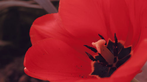 Macro shot of red rose flower