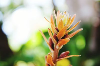 Close-up of flower against blurred background