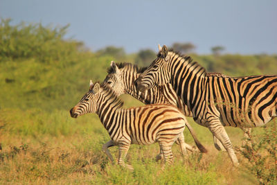 Zebras on field against sky