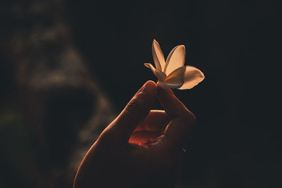 Close-up of hand holding red flower