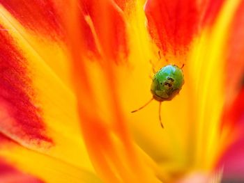 Extreme close-up of insect on flower