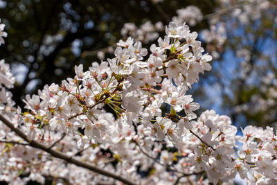 Close-up of white cherry blossom tree