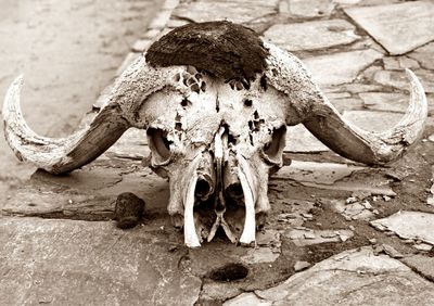 Close-up of animal skull