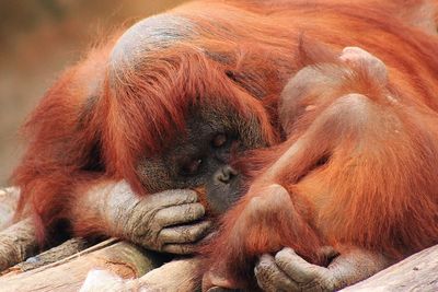 Close-up of monkey with infant sleeping on wood