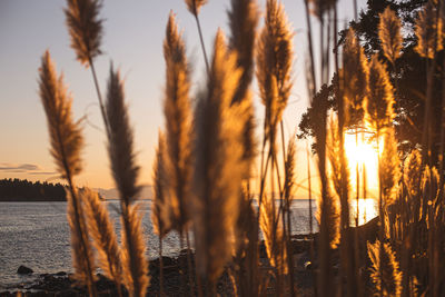 Close-up of plants against lake during sunset