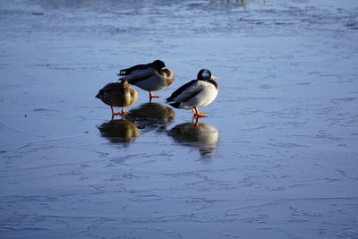 Ducks swimming in lake