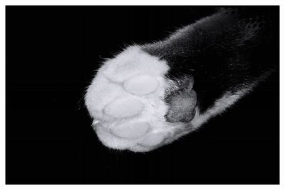 Close-up of cat sleeping