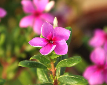 Close-up of pink flowering plant