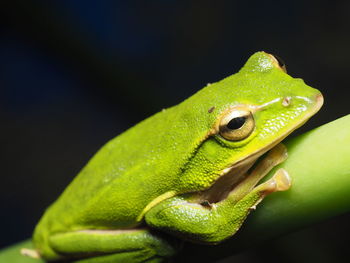 Close-up of green frog