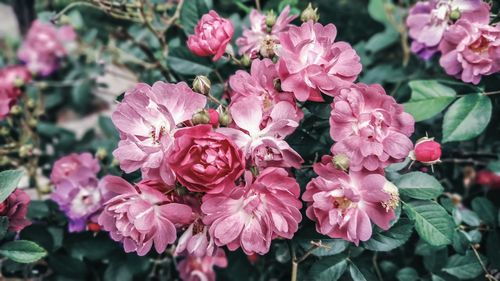 Close-up of pink flowering plants