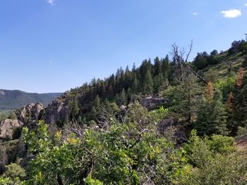 Plants and trees in forest against clear sky