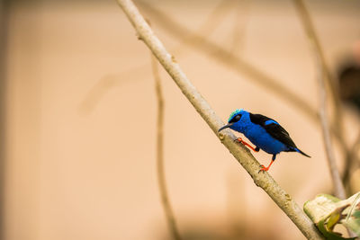 Close-up of bird perching on branch