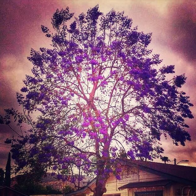 tree, low angle view, sky, branch, growth, beauty in nature, nature, cloud - sky, silhouette, sunset, building exterior, flower, built structure, architecture, pink color, outdoors, tranquility, no people, dusk, scenics