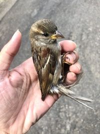 Close-up of a hand holding a bird