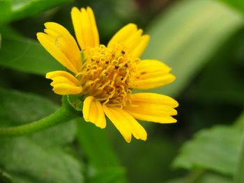 Close-up of yellow flower blooming outdoors