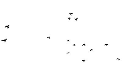 Low angle view of birds flying in sky