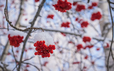 Close-up of cherry blossom on tree during winter