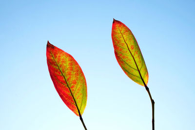 Close-up of autumn leaf against clear blue sky