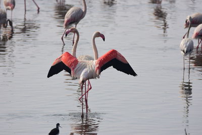 Flamingoes in lake