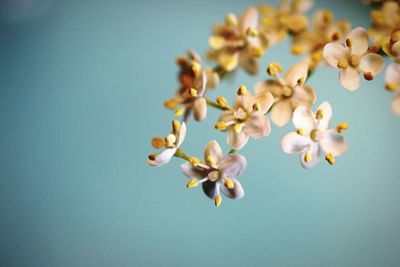 Close-up of flowers against wall at home