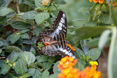 Close-up of butterfly pollinating on flower