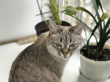 Close-up portrait of a cat