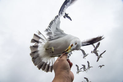 Cropped hand of man feeding food to seagull