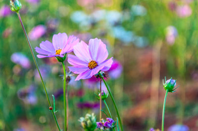 Close-up of pink cosmos flower